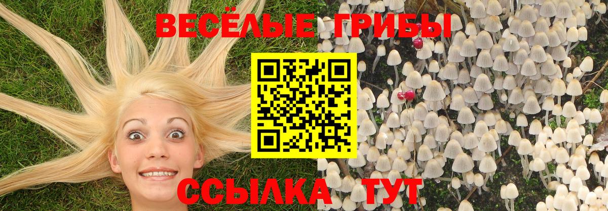 Приморско-Ахтарск  Галлюциногенные грибы Psilocybe  Вход с VPN 